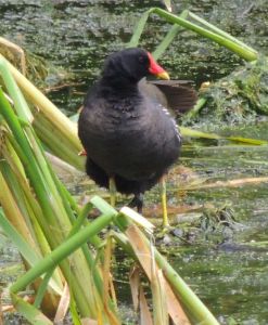 Gallinule poule deau Joelle Gouin.jpg