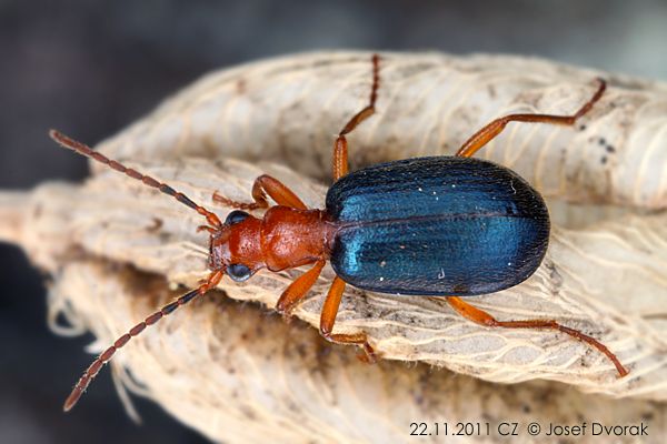 Bombardier Brachinus crepitans.jpg