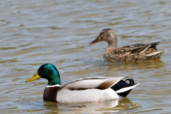 Image:Canard_colvert_Anas_platyrhynchos_JJ_Carlier_1441_BR.jpg