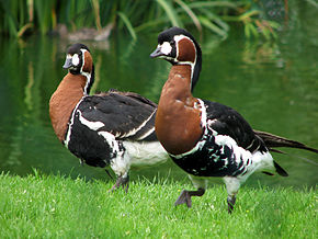 Image:Chester_zoo_red_breasted_goose.jpg