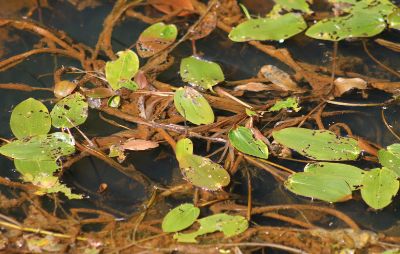 Potamogeton sp Nicolas Macaire3312BR.jpg