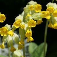 Image:Primula_veris_2_Saint_av_Nicolas_MacaireBR.jpg