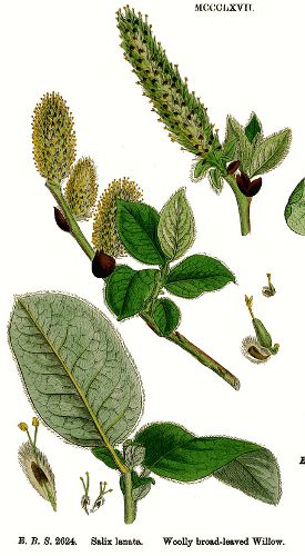 Salix lanata.jpg