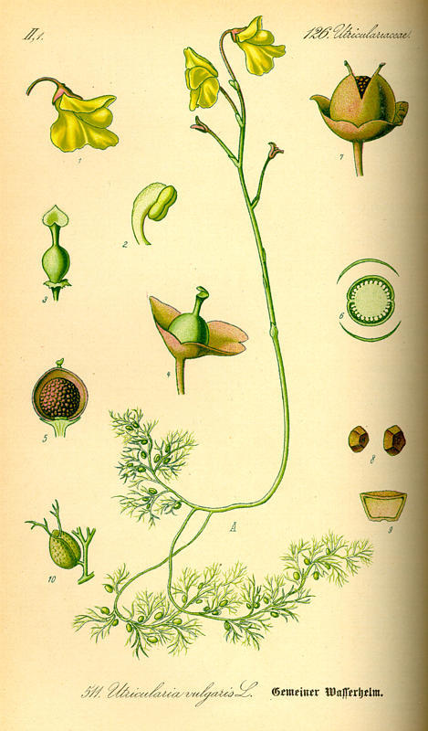 Image:Utricularia_vulgaris.jpg