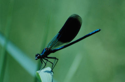 Image:Calopterix_eclatant_Nicolas_MacaireBR.jpg