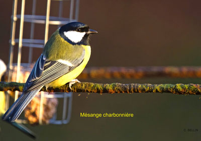 Image:Mésange_charbonnière_et_boule_de_graisse.jpg