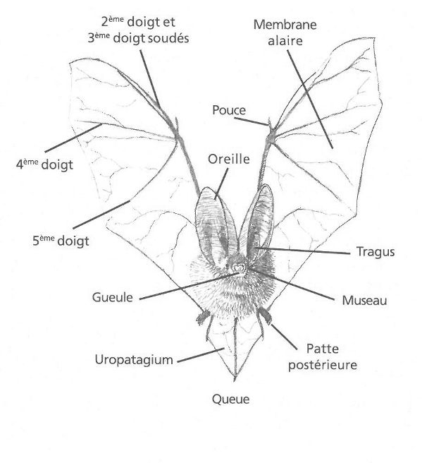 Morphologie chauve-sourie LPO BR.jpg