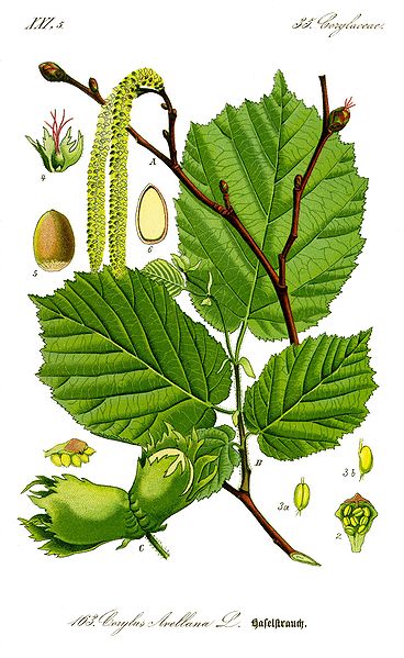 Corylus avellana.jpg