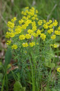 Euphorbia cyparissias Nicolas MacaireBR.jpg