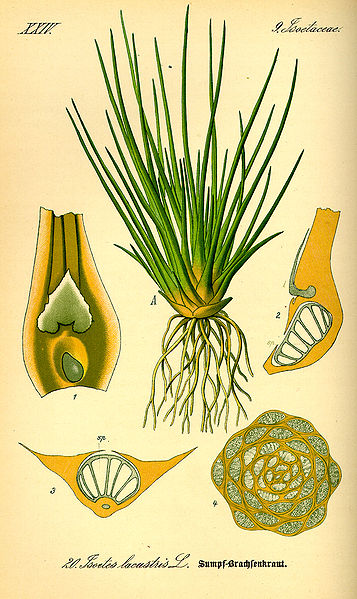 Isoetes lacustris.jpg