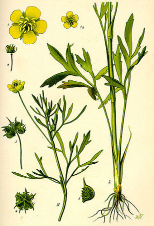 Image:Ranunculus_arvensis.jpg