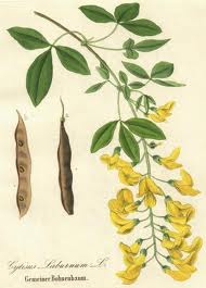 Image:Laburnum_anagyroides.jpg