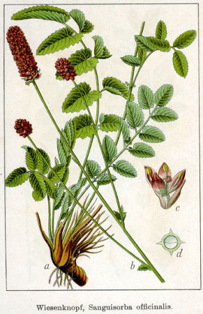 Sanguisorba officinalis Sturm58.jpg