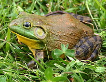 North-American-bullfrog.jpg