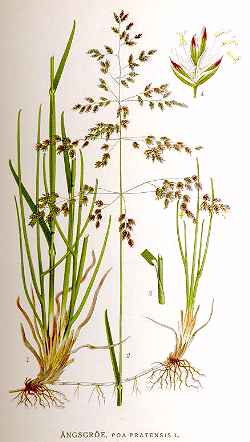 Poa pratensis.jpg