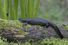 Image:Triton_crete_RSPB_images_1016128.jpg