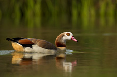 Image:Egyptian_goose_1050856_rspb_images.jpg