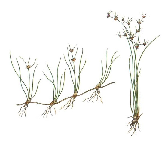 Image:Juncus_bulbosus.jpg