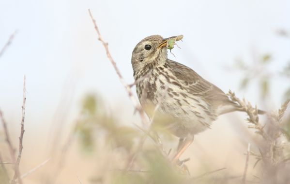 Pipit des arbres Anthus trivialis Amaury Louvet BR.JPG