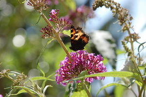 Papillon0215.JPG