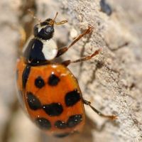 Image:Coccinelle_sp1_Cedric_MroczkoBR.JPG