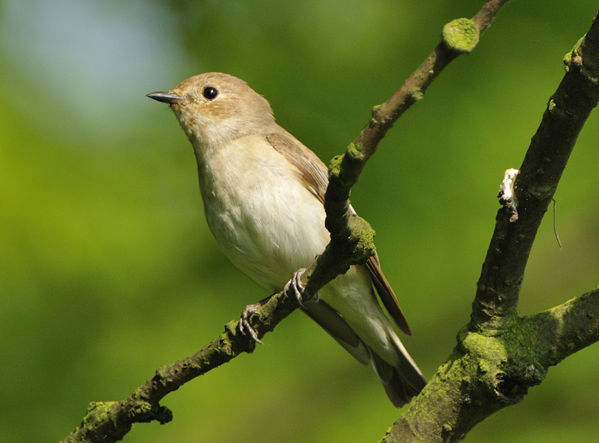 Image:Fauvette_des_jardins_Sylvia_borin_LPO_Hte_Normandie.jpg