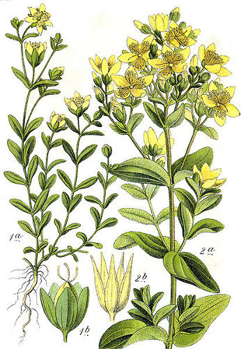 Image:Hypericum_tetrapterum.jpg