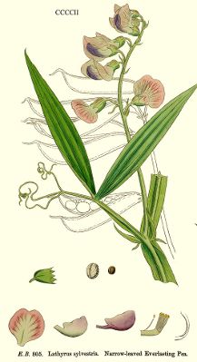 Image:Lathyrus_sylvestris_basse_resolution.jpg