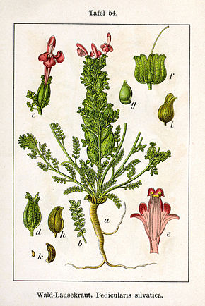 Image:Pedicularis_sylvatica_Sturm54.jpg