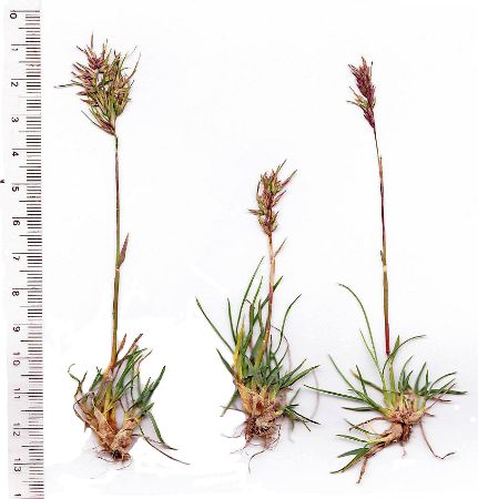 Poa bulbosa.jpg