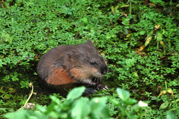 Rat musque Sabrina Clement LPO Franche Comte.jpg