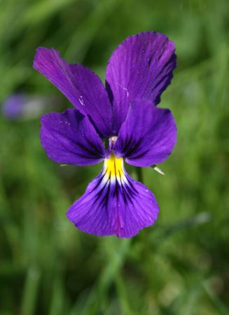 Violette Viola sp Chaudefour Nicolas MacaireBR.jpg