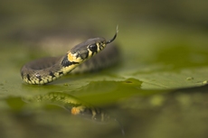 Couleuvre a collier RSPB images 1025538.jpg