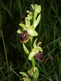 Ophrys-a'.JPG