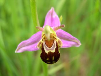 Ophrys abeille Gilles BentzBR.JPG