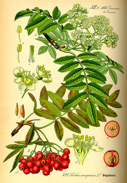 Image:Sorbus_aucuparia.jpg