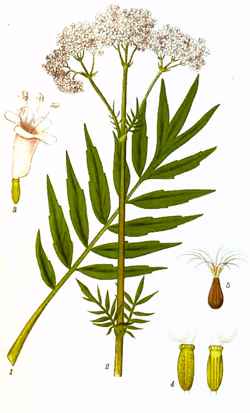 V officinalis.jpg