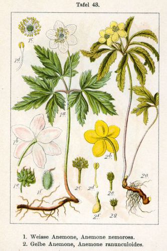 Image:Anemone_ranunculoides.jpg