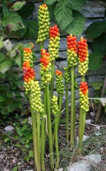 Image:Arum_maculatum_Nicolas_MacaireBR.jpg