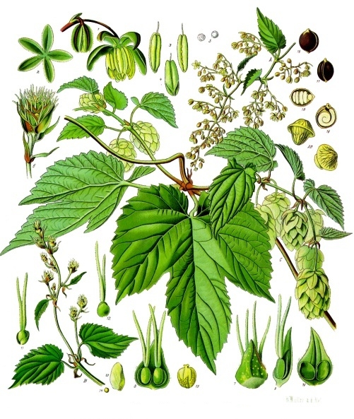 Image:Humulus_lupulus.jpg