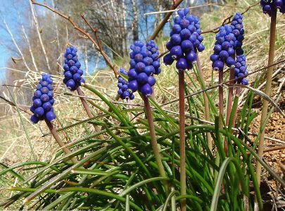 Muscari atlanticum.jpg