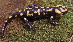 Salamandra corsica.jpg