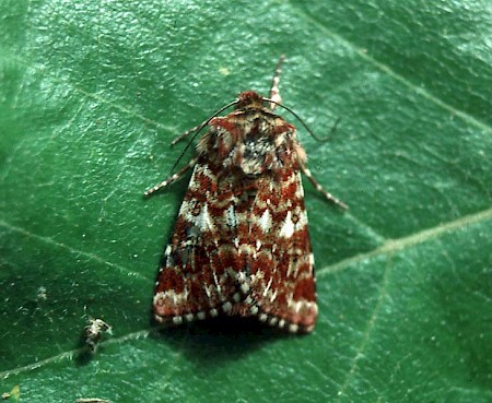 Anarta myrtilli.jpg