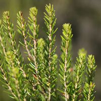 Image:Brande_Calluna_vulgaris_Nicolas_Macaire3228BR.jpg