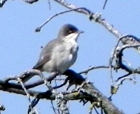 Image:Fauvette_orphee_Paul_Nicolas_lpo_auvergne.jpg