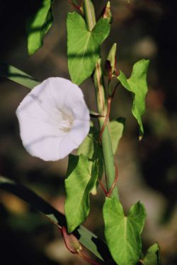 Liseron des haies Calystegia sepium 1 Nicolas Macaire BR.JPG