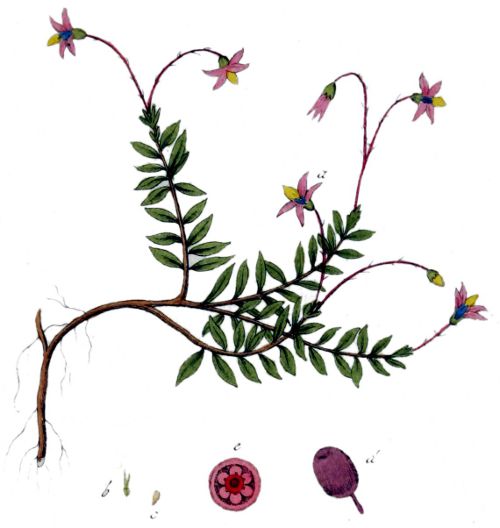 Vaccinium oxycoccos BR.jpg