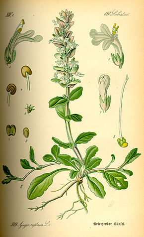 Image:Ajuga_reptans.jpg