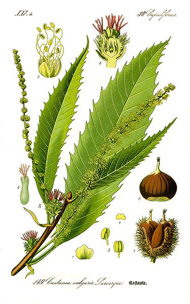 Image:Castanea_sativa.jpg