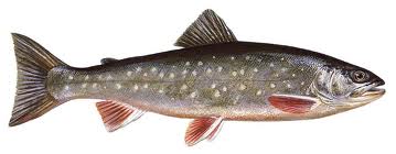 Salvelinus alpinus.jpg